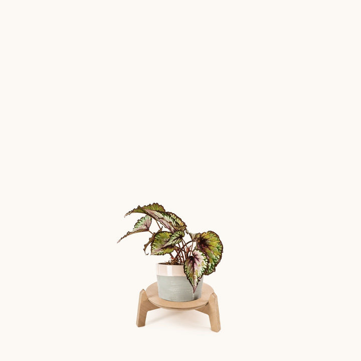 Japandi 220mm Plant Stand 