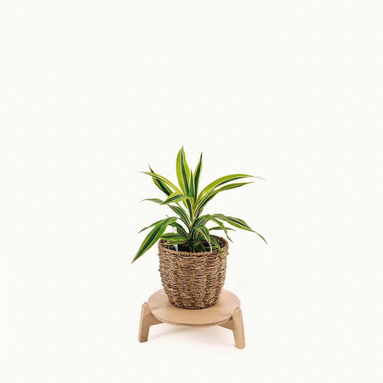 Japandi 280mm Plant Stand 