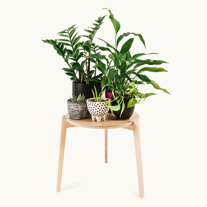 Japandi 400mm Plant Stand 