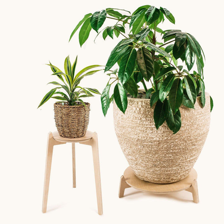 Japandi Plant Stand 2 Pack - Large 